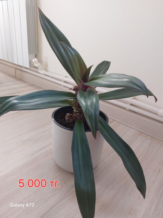 Комнатные цветы от 3 000