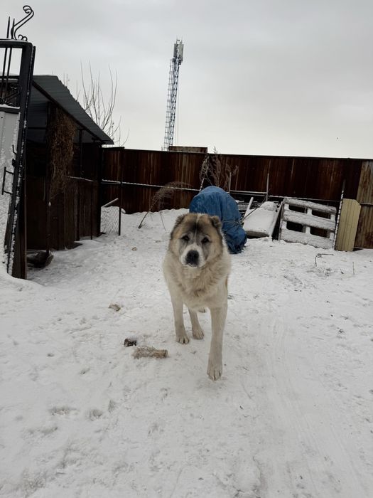 Продам чисткровного Алабая