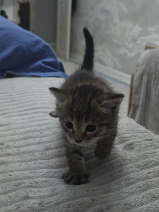 Котенка в добрые руки