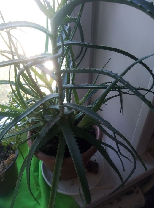 Алое. Лекарственное растение.