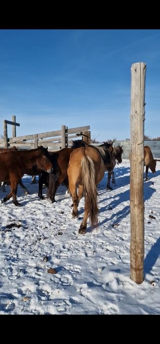 Айғыр сатылады 2018ж