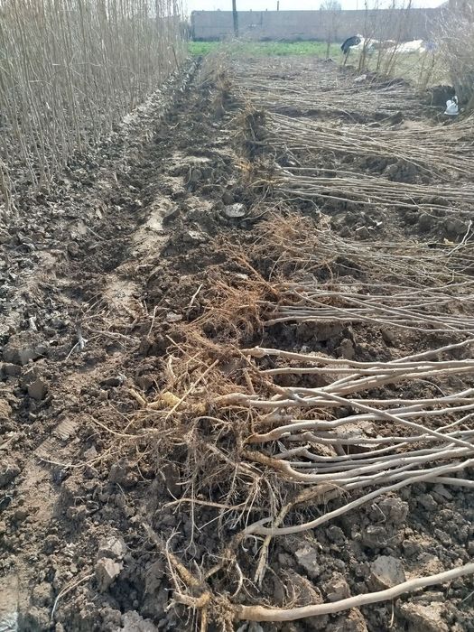 Yapon tut pavand qilingan