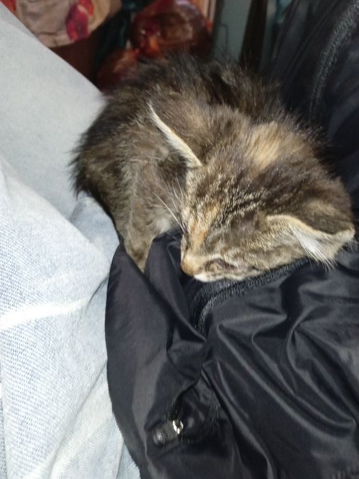 Котенок домашний
