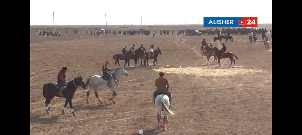 Uloqchi OT sotiladi qora peshana oq