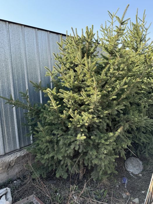 Елка 3 шт в наличий