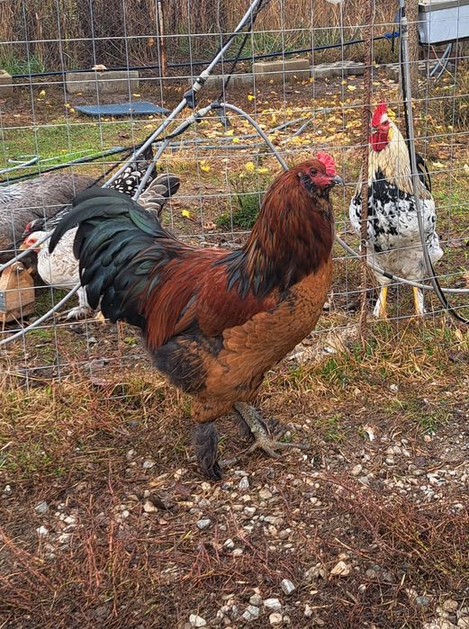 Cocoș metis de ameraucana, marans, italiana