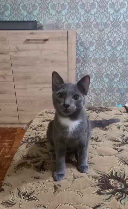 Отдам  котёнка  в добрые руки