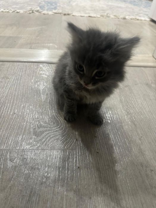 Котята британские смесь