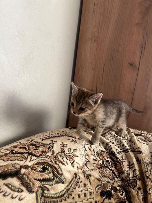 Отдам в добрые руки замечательных котят