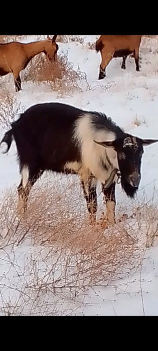 Альпийски Теке сатылады