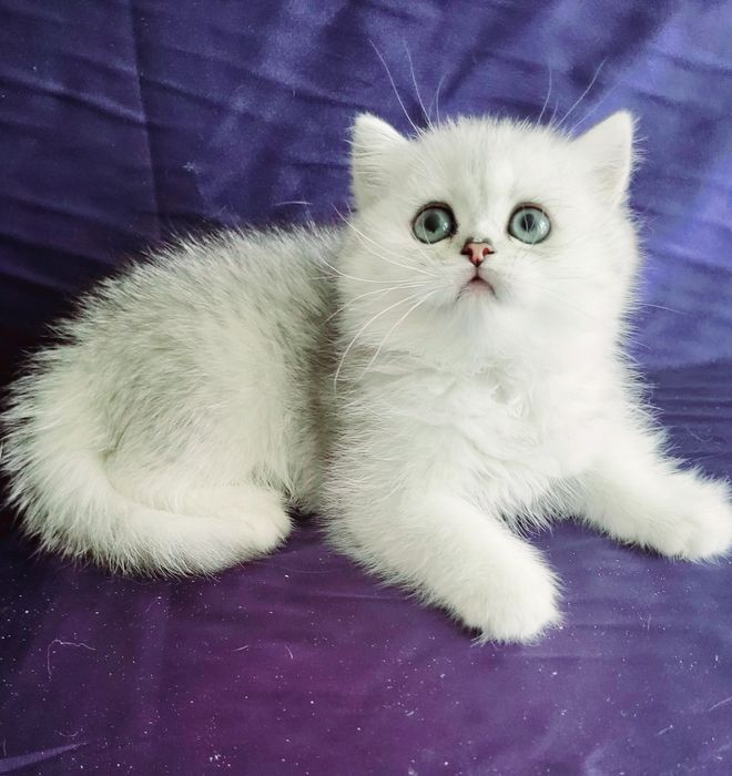 Британские котята