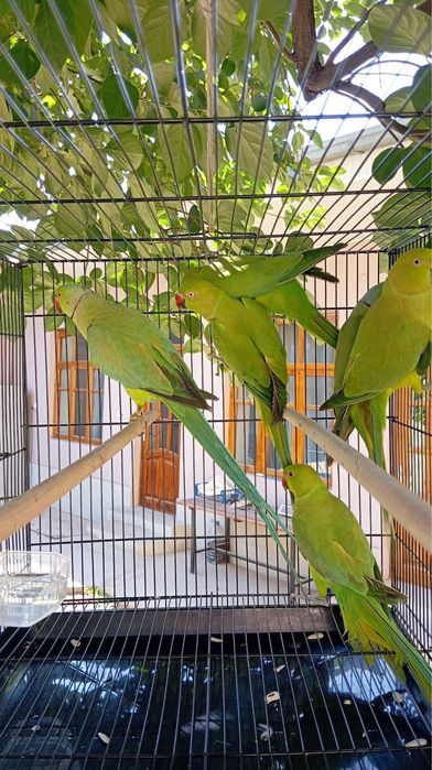 Попугай ожереловый