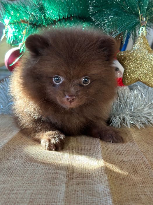 Померан мъжки шоколад