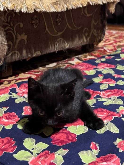 Пристраивается котёнок