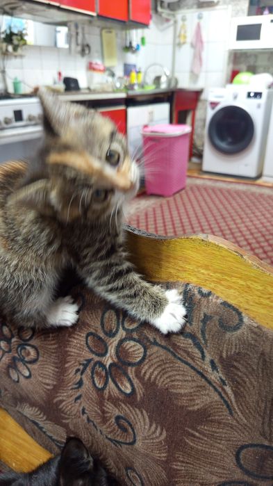 Отдам даром милашку,1,5 месяца