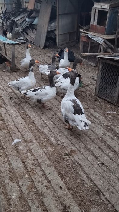 Гъски   и   пуйки
