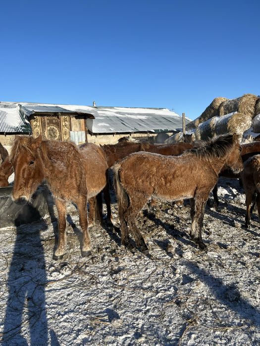 Жылқы сатамын срочно