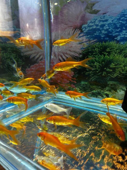 Золотые. Красная шапочка