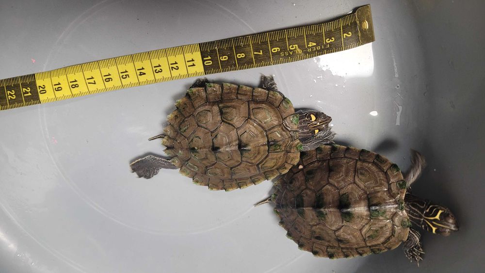 Vând două broaște țestoase