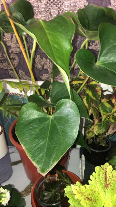 Продам или обмен