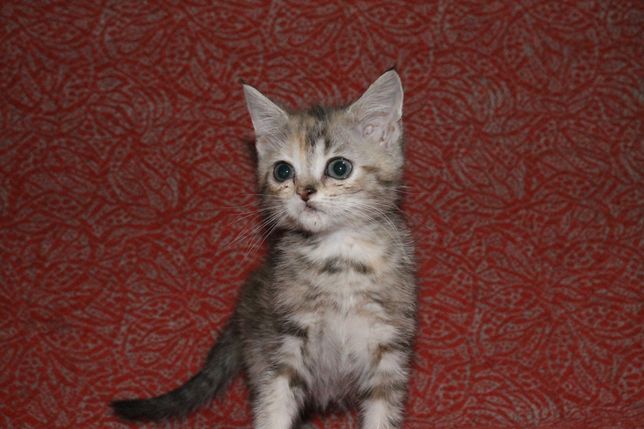 Кошка ташкент. Котята в Новокузнецке. Сколько весит скоттиш страйт в 4 месяца. Котята в Новокузнецке купить.