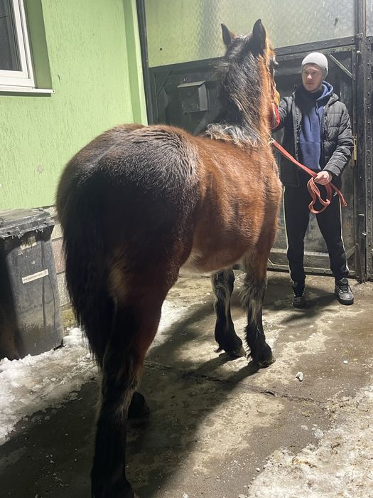 Vand manza de 8 luni