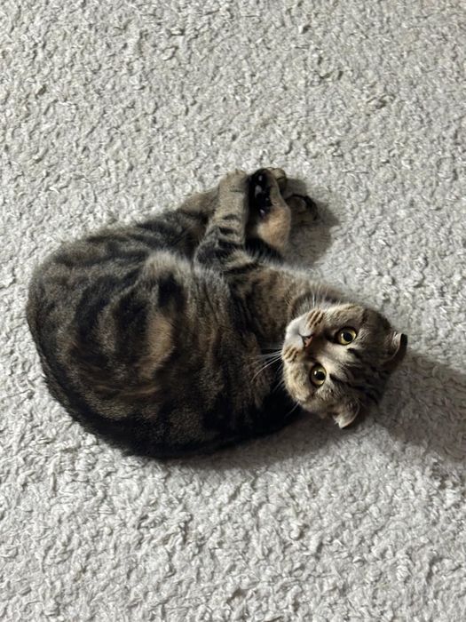 Отдам кошку безоплатно