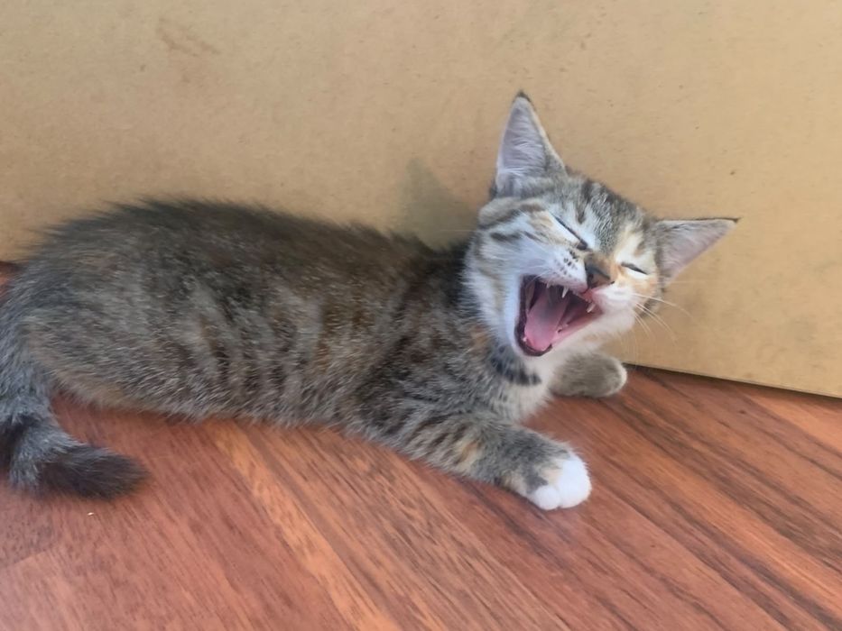 Отдам котят в добрые руки