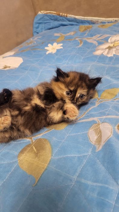 Продам котят прямоухие