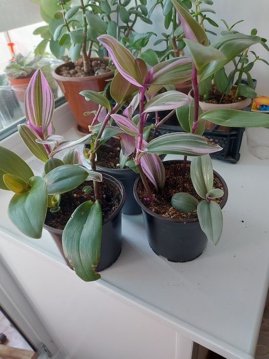 Продам комнатные цветы.