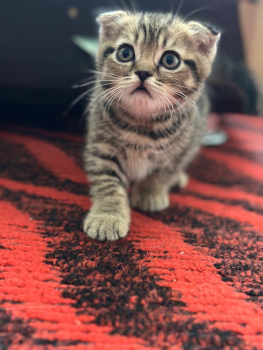 Котенок скотиш фолд