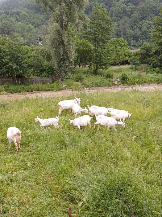 Capre si Țap Sannen