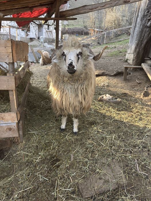 Vand Berbec de 11 luni