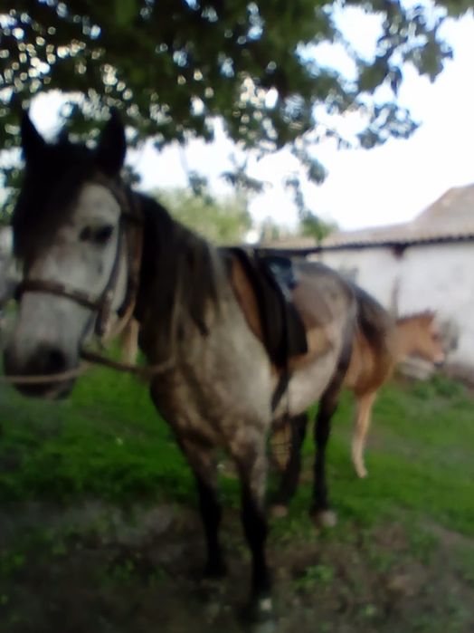 Продам кобылу хорошую