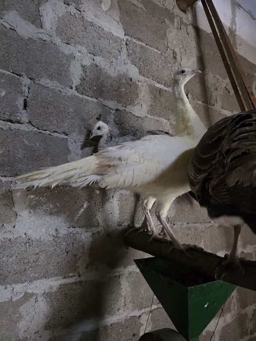 Pauni 2025 standard, albi, umar negru si arlechin. Paunite standard