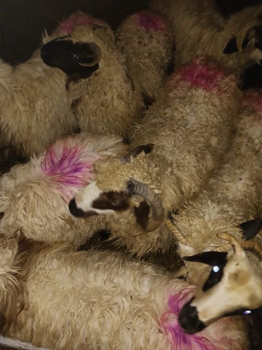Vand 14 miei in jur de 20-30 de kg