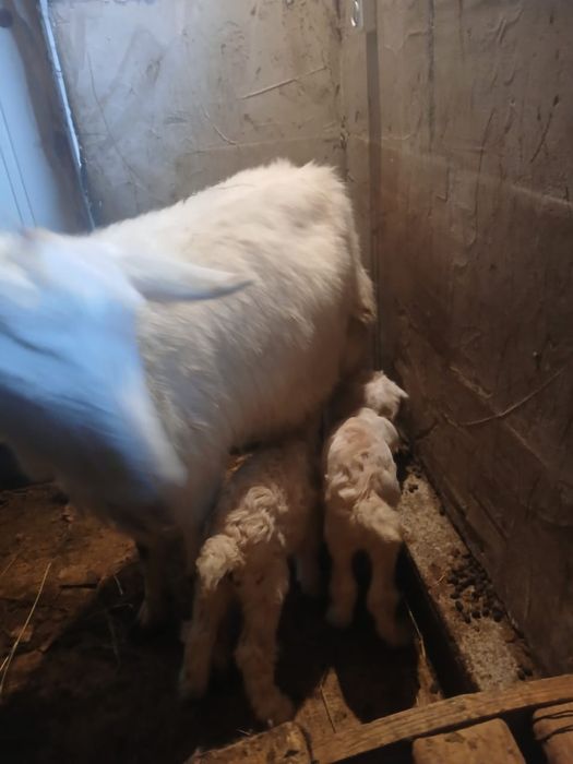 Ешкі козы лақ теке