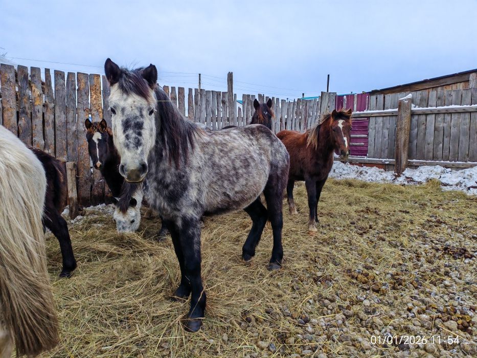 Продам лошадей до 15 голов