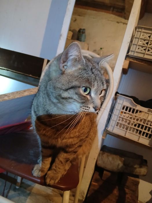 Отдам в хорошие руки