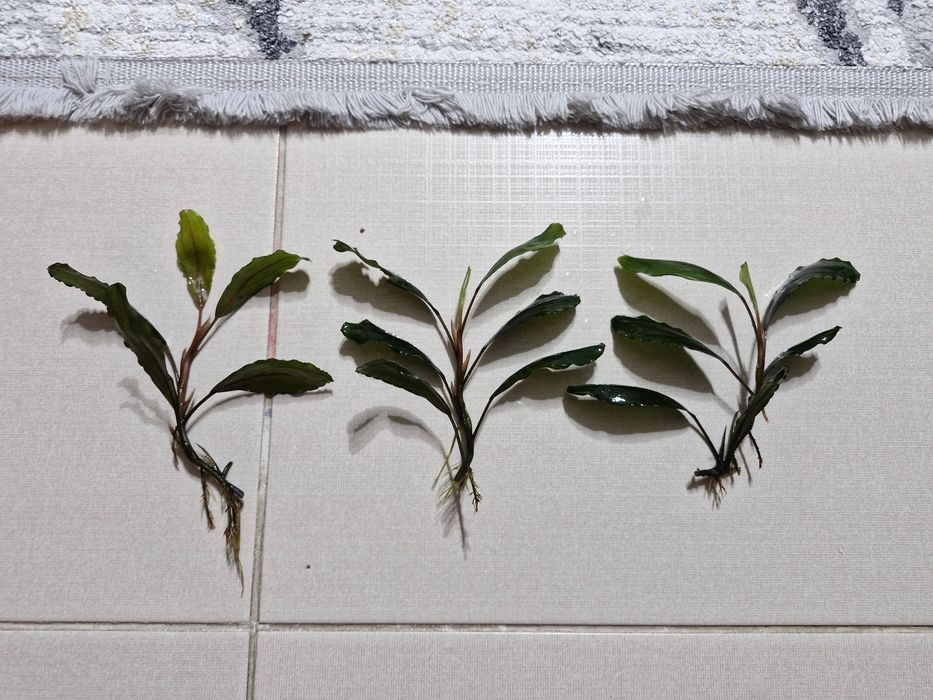 Аквариумные растения