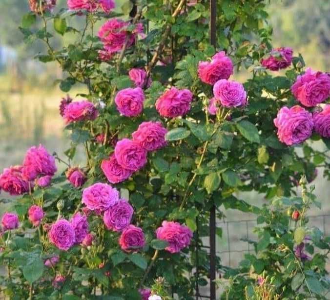 Răsad (butas) Trandafir cățărător /curgator, rosu, alb, roz sau galben