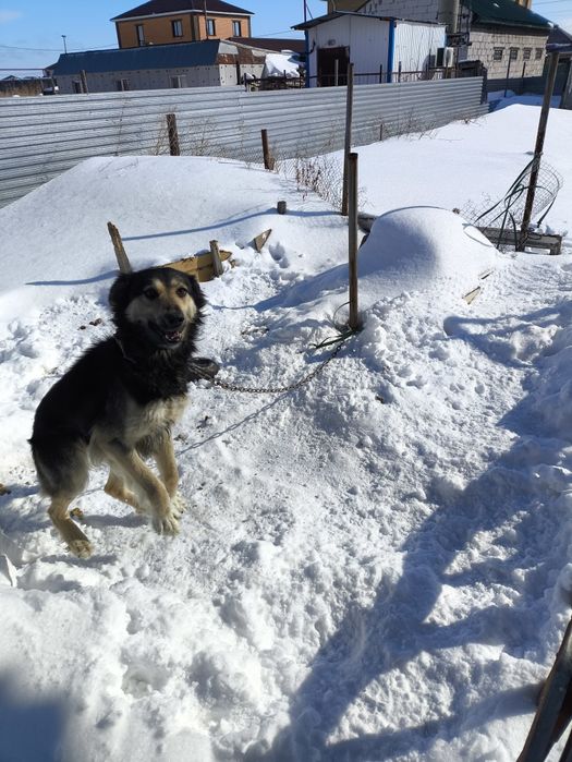 Отдам пса в хорошие руки