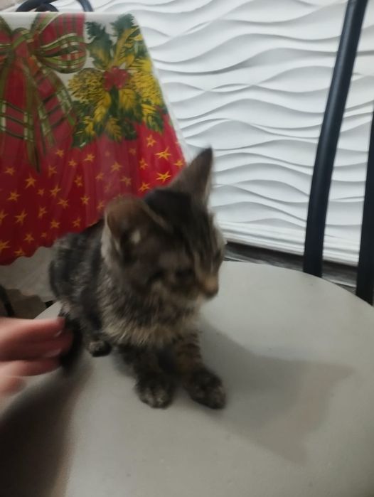 Отдам Котят даром