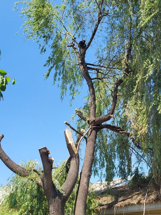 Спил деревьев агаш кесемиз