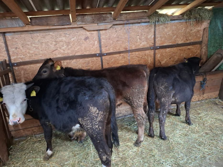 Vând 2tauri și o vitea