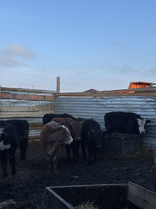 Баспақ 1 жастан асқан