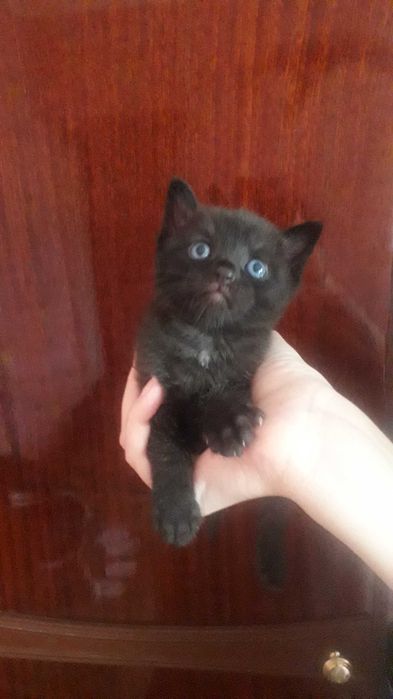 Уникальные котята