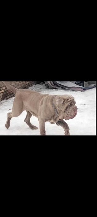 Мастино неаполитано