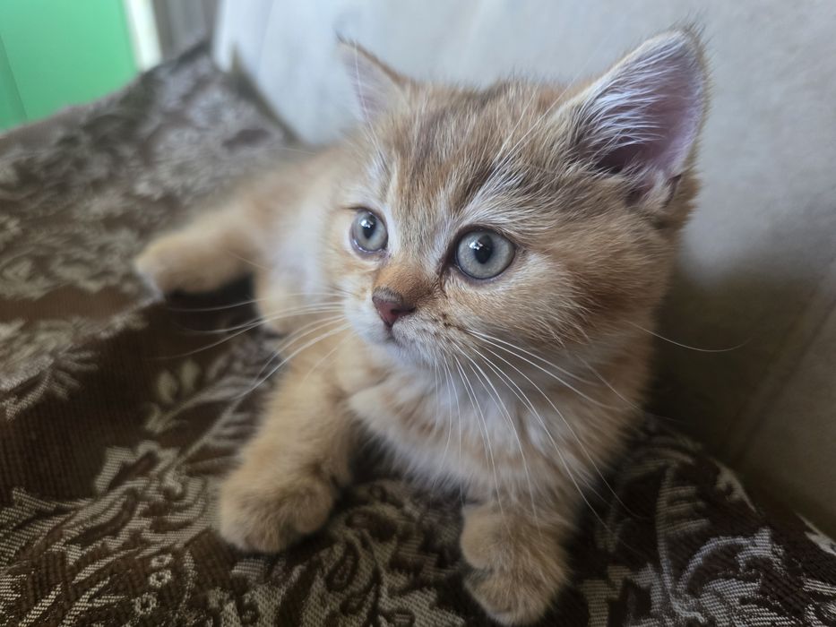 Шикарный котенок в семью Скотиш Страй