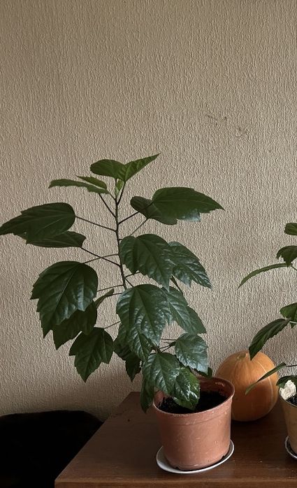 Продам гибискус китайскую розу